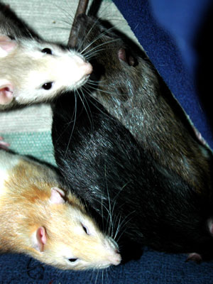 Our first rats
