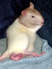 Young Male Rat