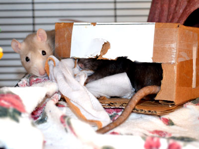 Rats in Box