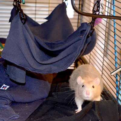 Rat and Hammock