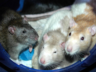 Rats in Rat Ball
