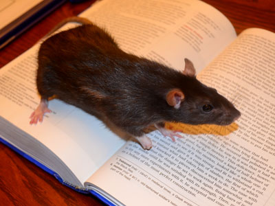 Squeaky on a Book