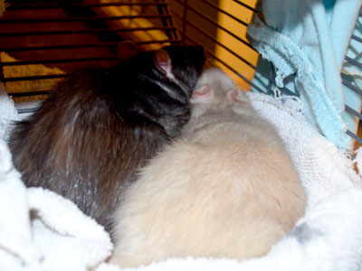 Rats Snuggling