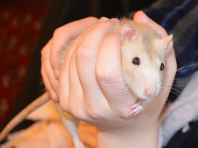 Rat in Hand