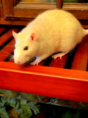 Rat on Fishtank