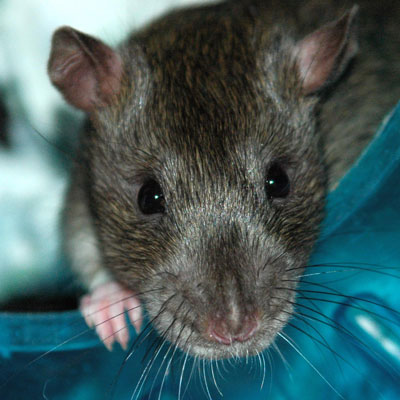 Silvery Rat
