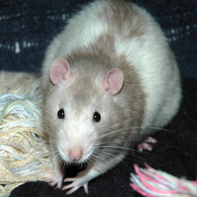 Pet Rat Wally